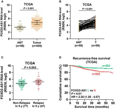 LncRNA FOXD2-AS1 Functions as a Competing Endogenous RNA to Regulate TERT Expression by Sponging miR-7-5p in Thyroid Cancer